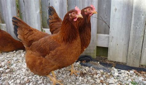 chicken breeds that lay extra large eggs